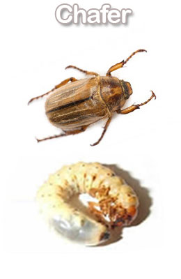 chafer control