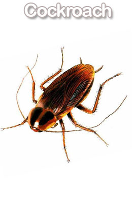 cockroach control