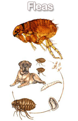 flea control