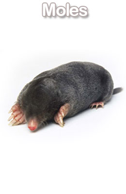 mole control