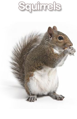 grey squirrel control