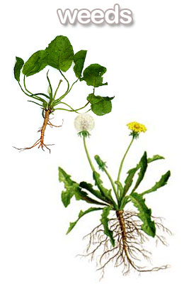 weeds