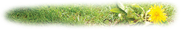 weed in grass